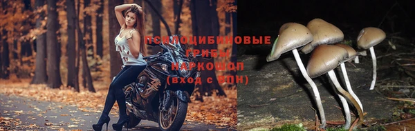 каннабис Новокубанск