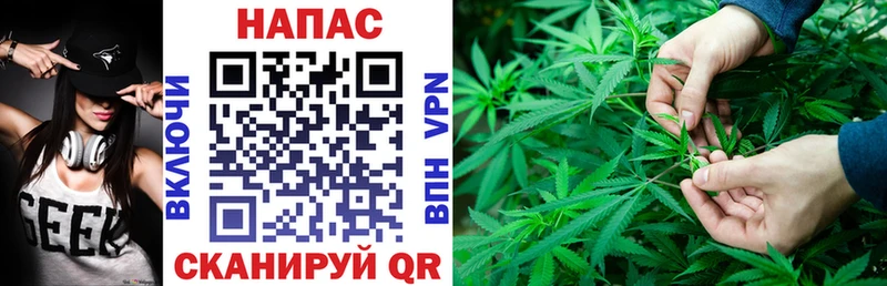 Конопля сатива  Анадырь 